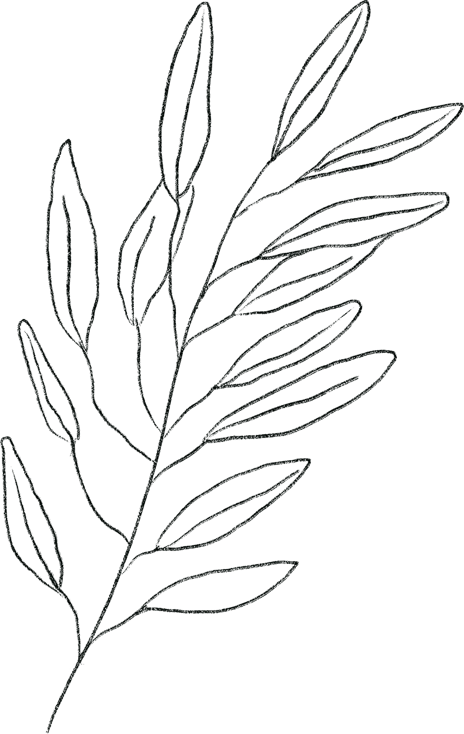 Plant Stem Illustration 